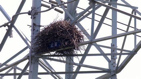 家裡築鳥巢|都會鳥巢秘錄｜如何友善對待城市鳥